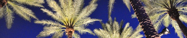 Scottsdale Palm Trees