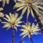 Scottsdale Palm Trees