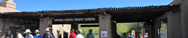 sonoran desert museum