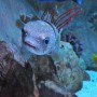 SEA LIFE Arizona aquarium