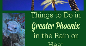 Phoenix in the Rain