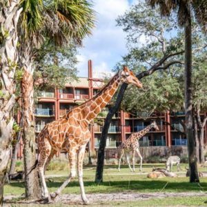 Giraffes at the Animal Kingdom Lodge