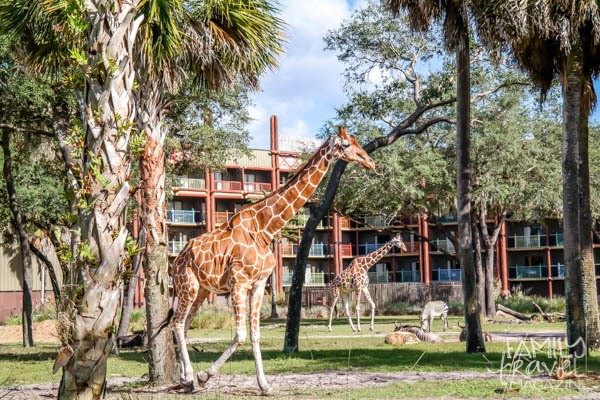 Giraffes in front of resort 