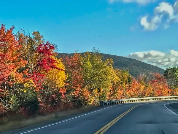 Foliage along a street 