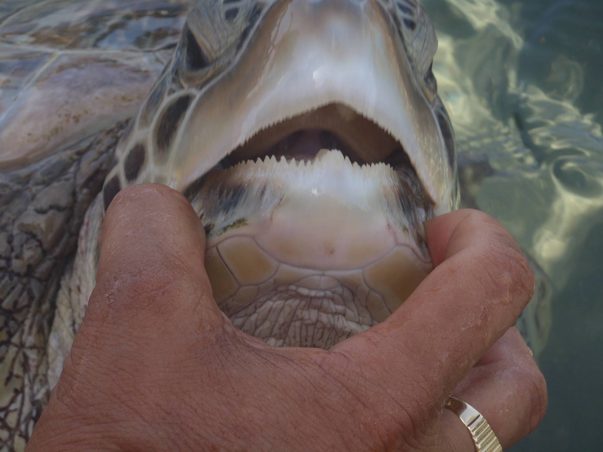 Зубы отсутствуют у черепах крокодилов. Морская кожистая черепаха зубы. Челюсть красноухой черепахи зубы. Пасть кожистой черепахи. Пасть морской черепахи.