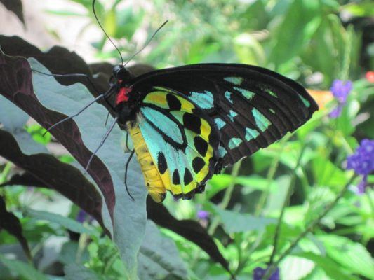 Butterfly at Conservatory 