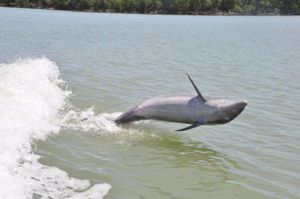 The Dolphin Study Eco-Tour and Cruise