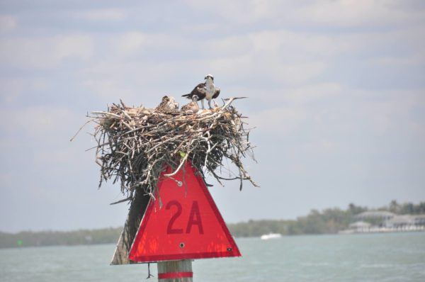 Osprey Nest