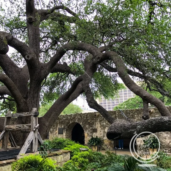 Tree at the Alamo