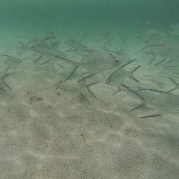 A school of fish in Paradise Beach at Atlantis