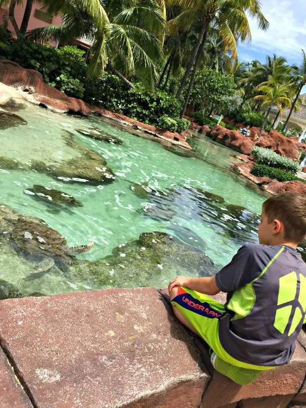 Sea Turtles at Atlantis