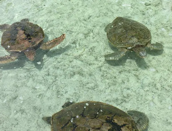 Turtles at Atlantis