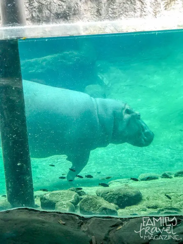 Hippo at Busch Gardens Tampa Bay