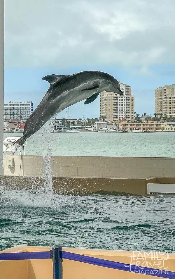 Dolphin leaping in aquarium 