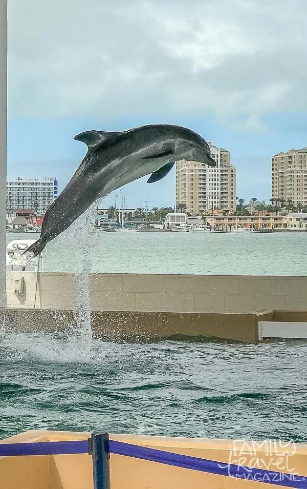 Dolphin jumping in the air 