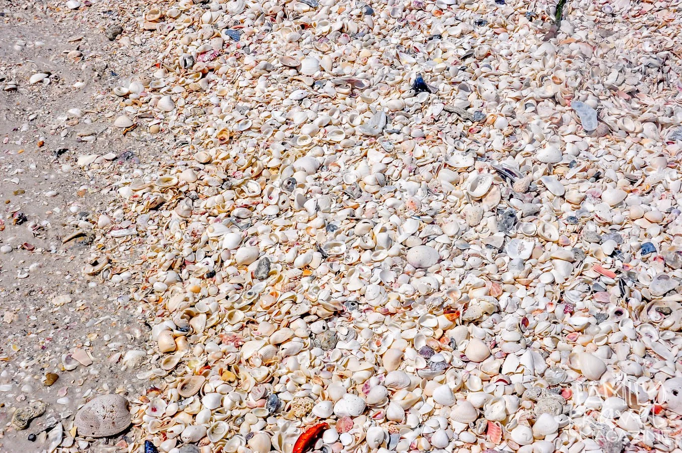 Shells on a beach in the Gulf Coast