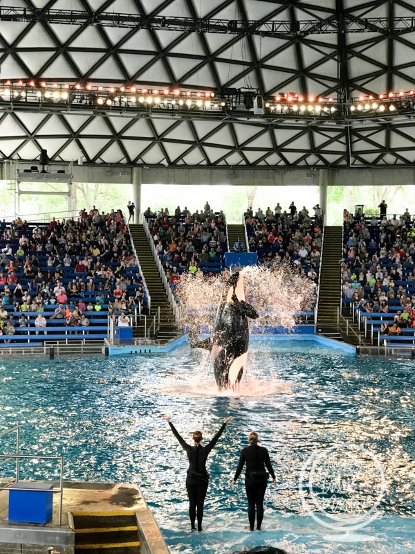 Whale show at Sea World
