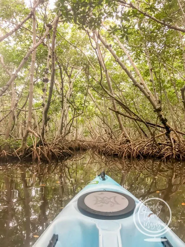 Kayaking through mangroves