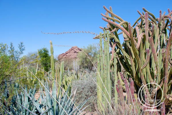 The Desert Botanical Garden, one of the best attractions in Phoenix.