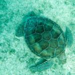 A turtle in Akumal Bay