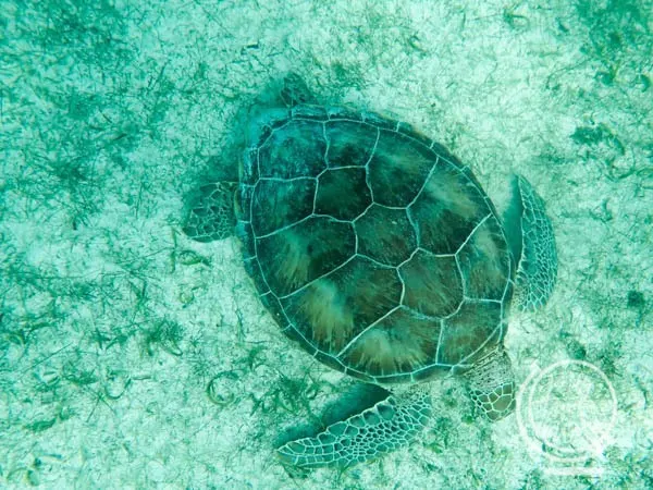 A turtle in Akumal Bay