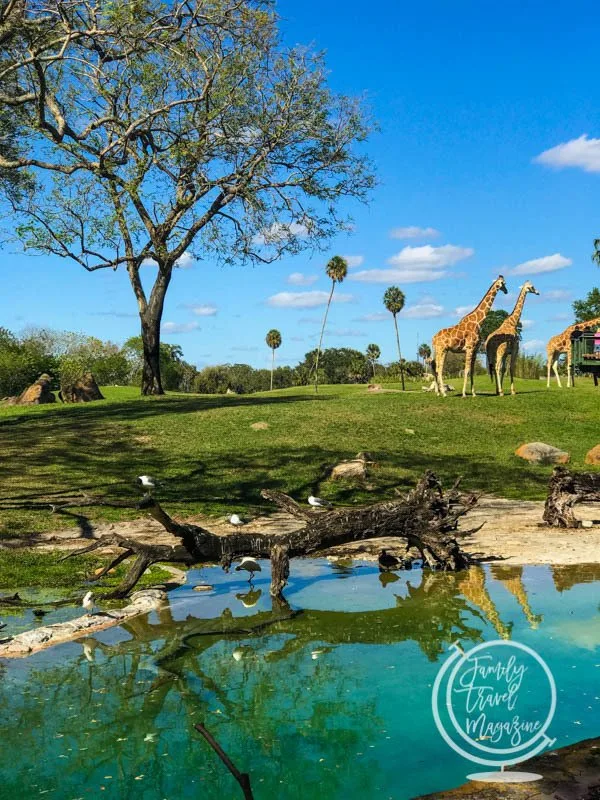 Giraffes at Busch Gardens Tampa Bay