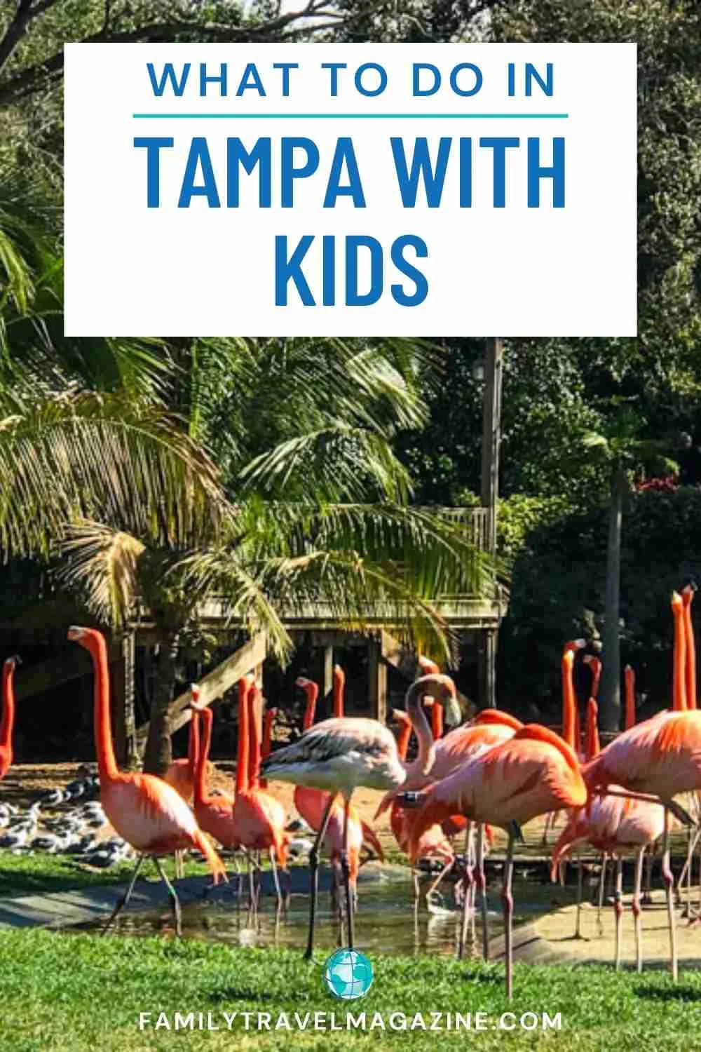 Pink flamingos at Busch Gardens in front of palm trees