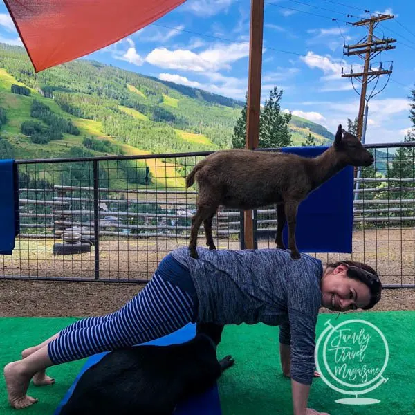 Goat Yoga with goat on back of planking woman