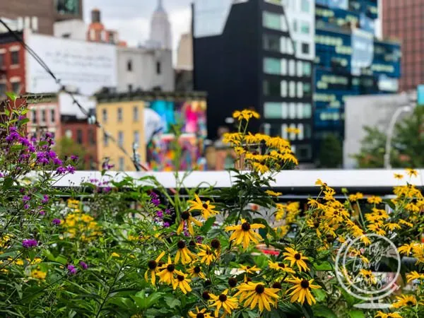 Flowers and the Empire State Building on the High Line