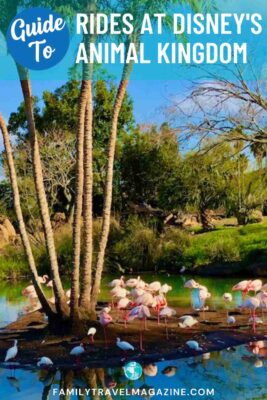 Flamingos seen on Kilimanjaro Safaris.
