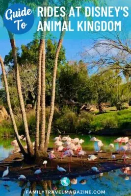 Flamingos seen on Kilimanjaro Safaris.