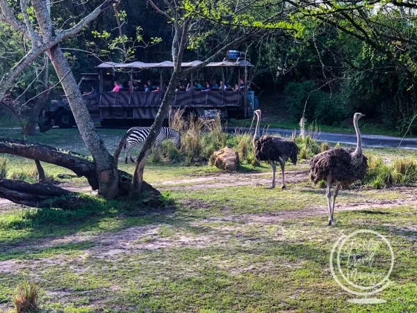 Kilimanjaro safari