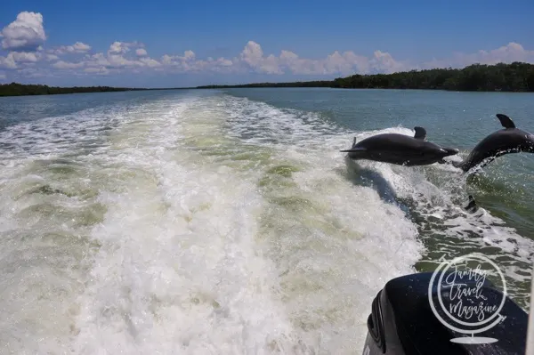 The Dolphin Explorer Eco-Tour, one of the best things to do in Marco Island