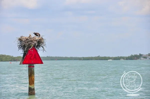 Ospreys