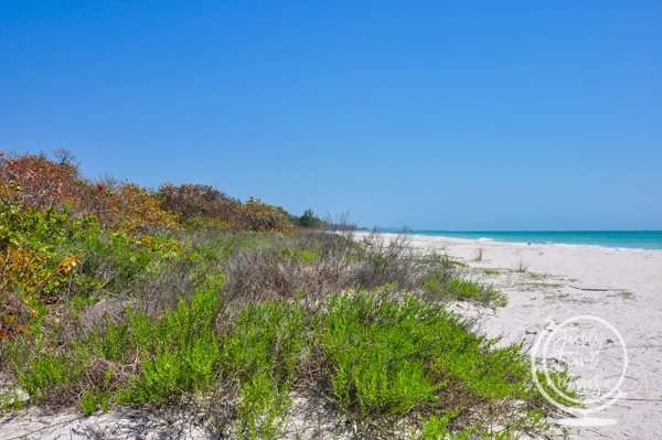 Shelling on Marco Island