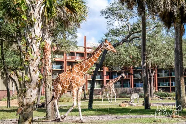 Giraffes in front of Animal Kingdom Lodge