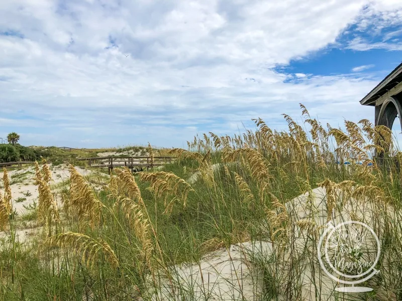 Tybee Island seagrass