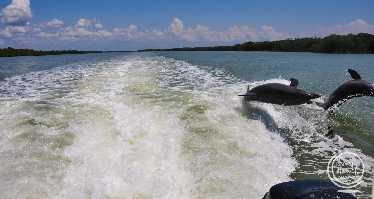 Dolphins playing in boat's wake