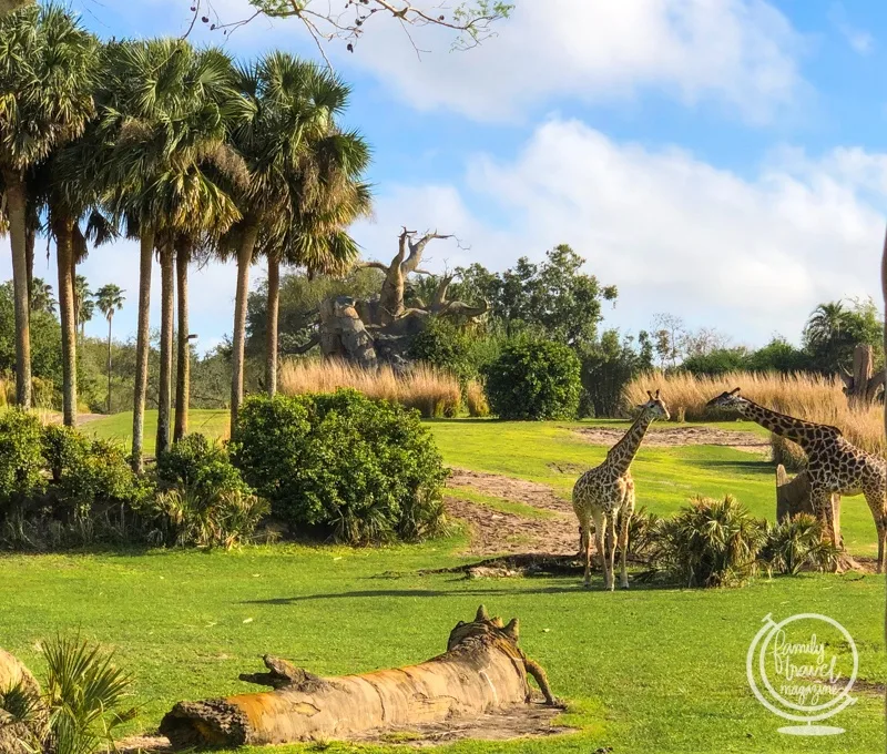 Giraffes on the savanna