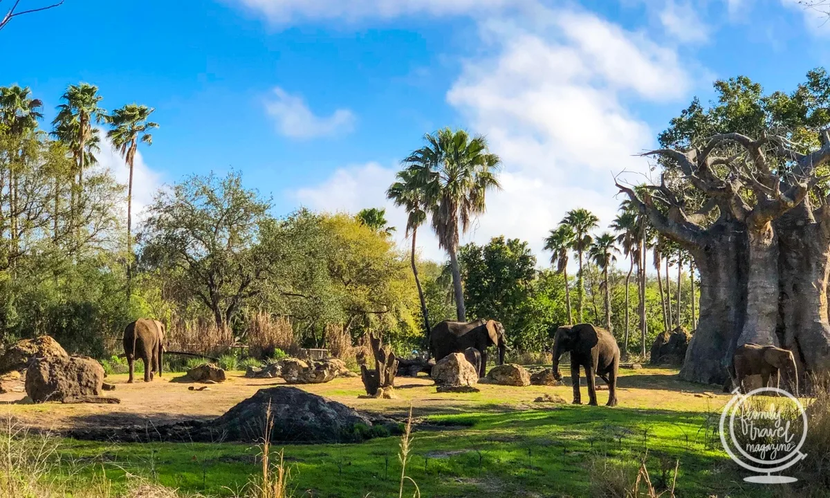 Kilimanjaro Safaris