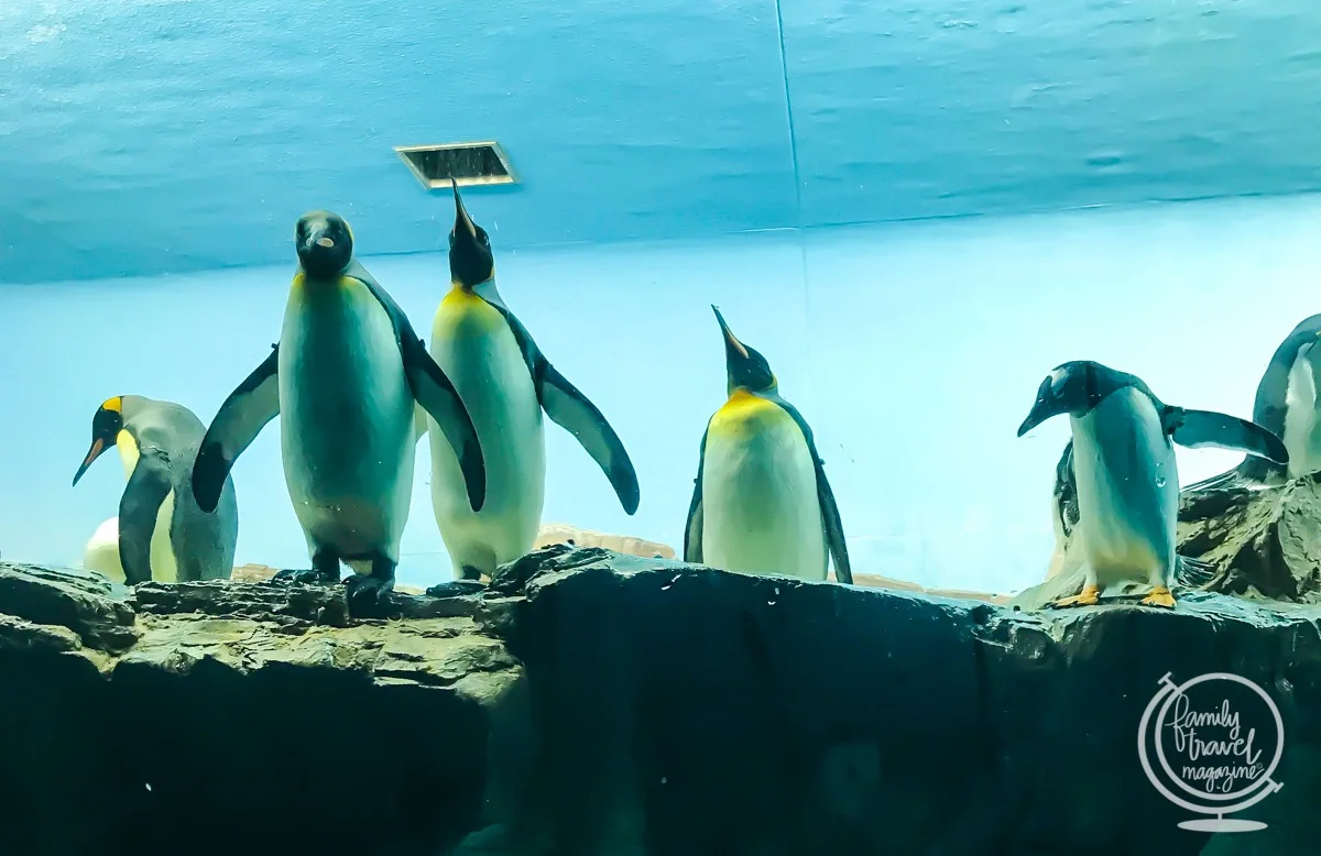Penguins at SeaWorld San Antonio