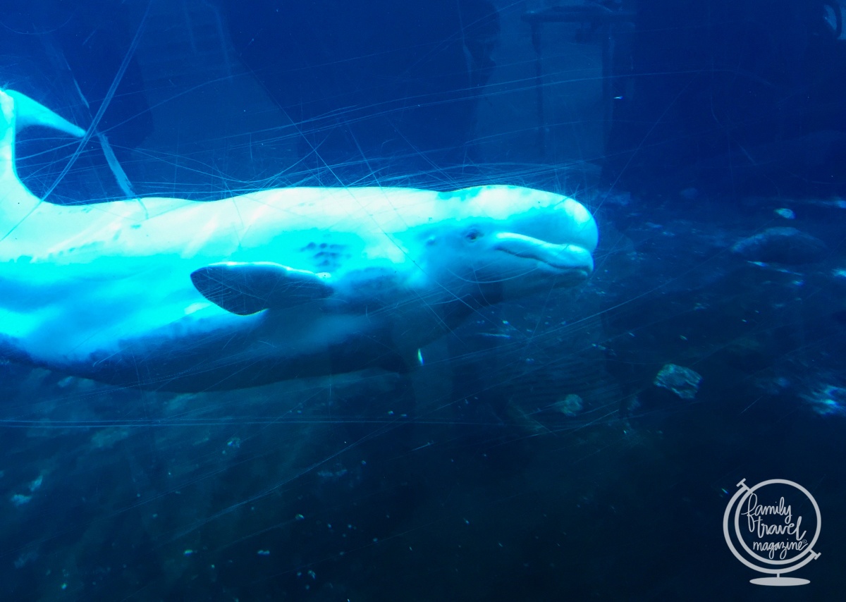 Beluga Whale at the Mystic Aquarium 