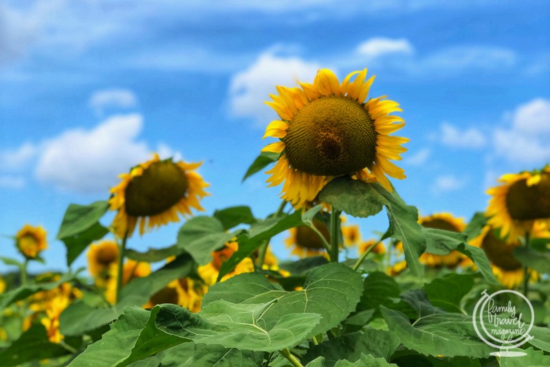 Sunflower picking