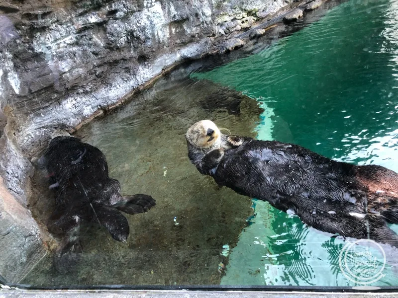Otters at Seattle Aquarium