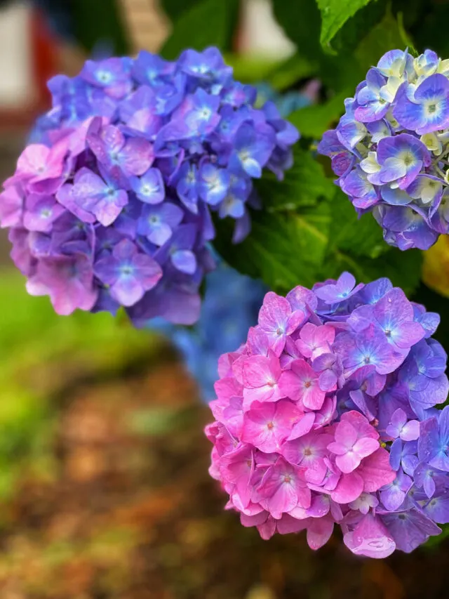 Pink and purple hydrangeas