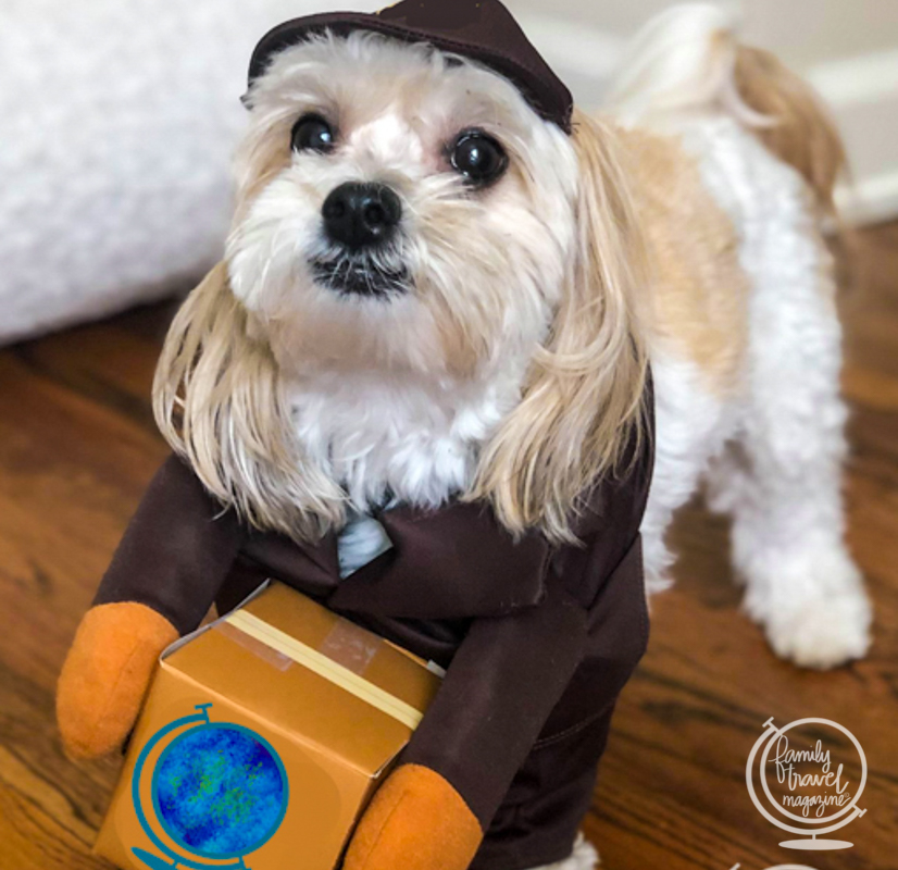 small dog in brown uniform holding a box - how to stop mail for vacation 