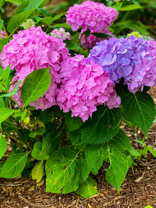 Pink and purple hydrangeas