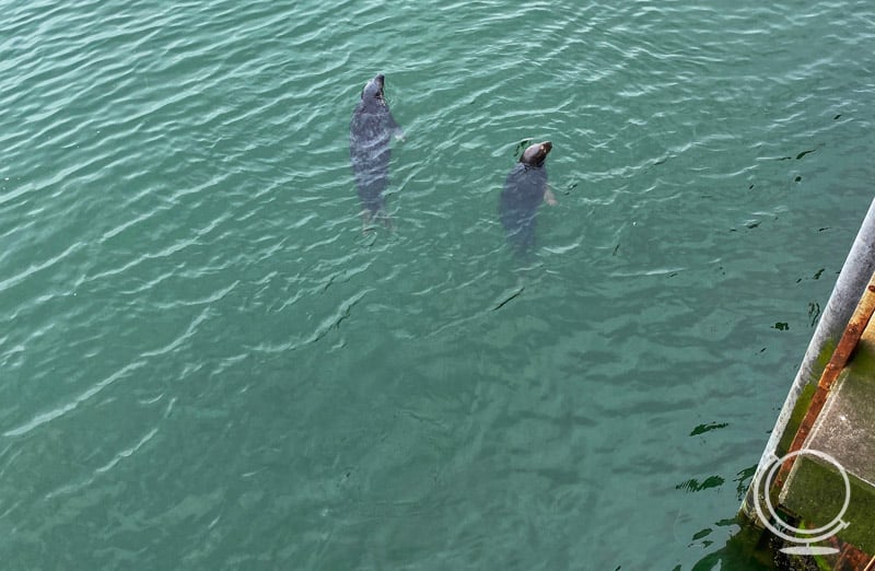 Seals at Chatham Fish Pier