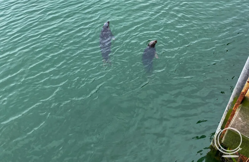 Seals at Chatham Fish Pier