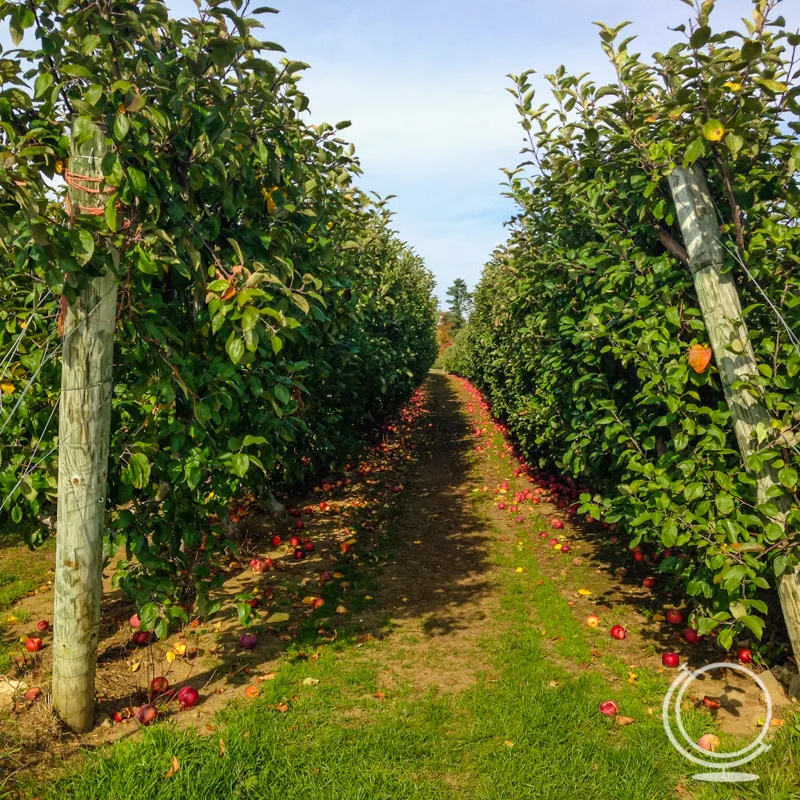 apple picking orchards